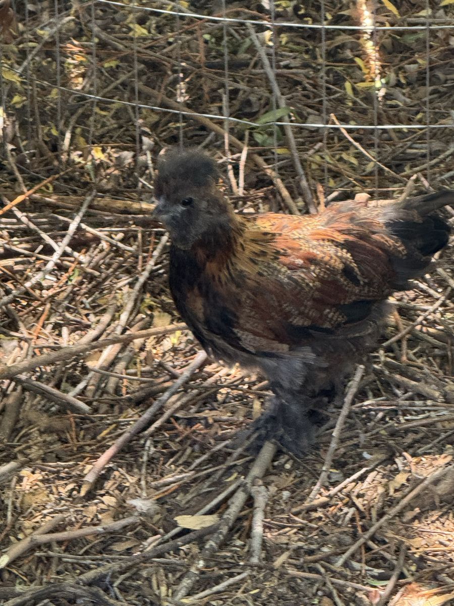 Silkie Cross Roosters