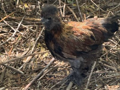 Silkie Cross Roosters