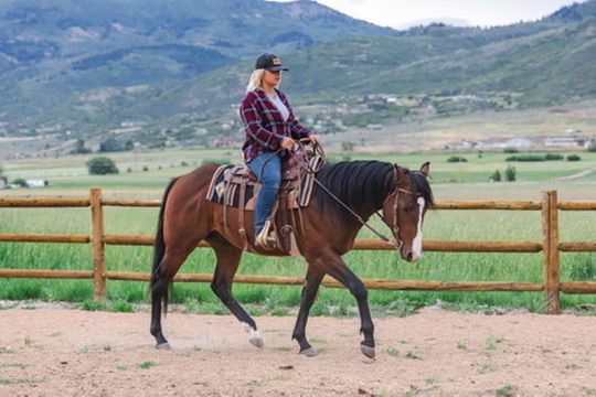 Horse for sale