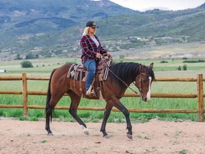 Horse for sale
