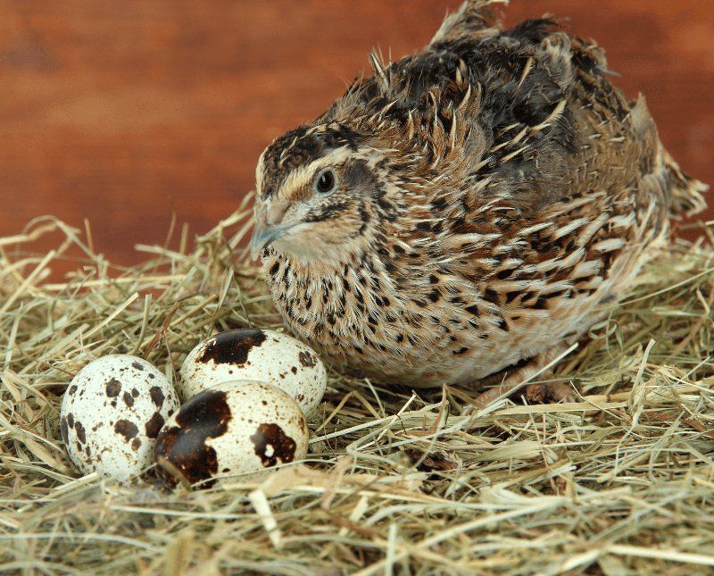 Free Quail