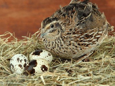 Free Quail
