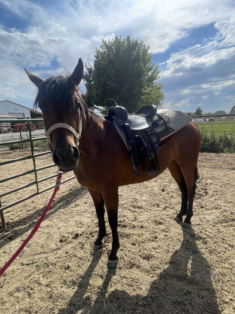 3 year old qh mare
