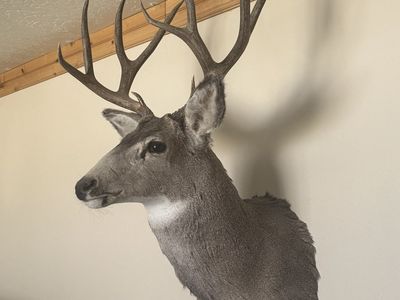 Buck Mount