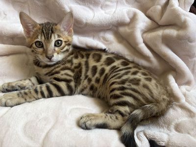 Purebread Bengal Kittens