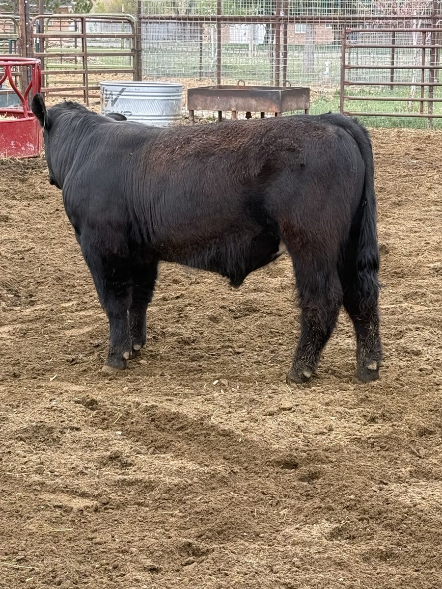 Bull for sale