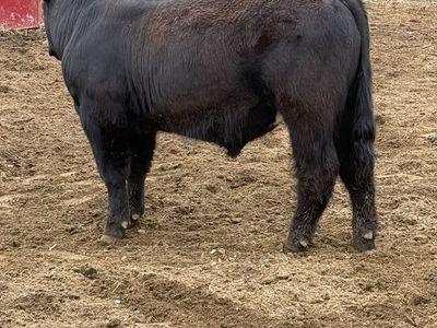 Bull for sale