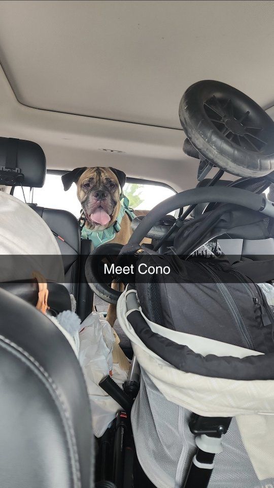 Cane Corso/Mastiff Mix