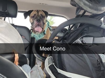 Cane Corso/Mastiff Mix