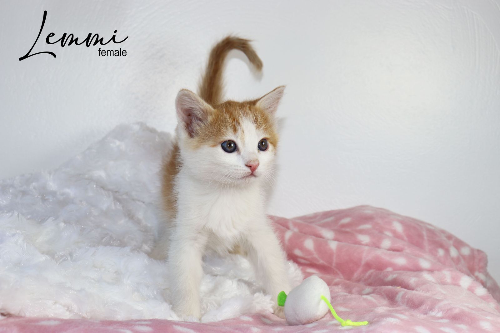 Adorable Long and Short Haired Kittens - Calico, Caliby, Bicolors & More!
