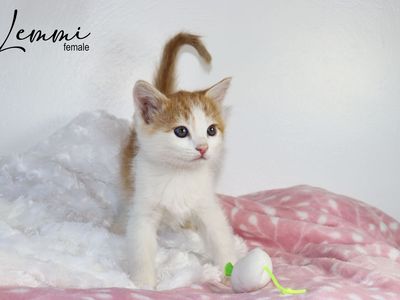 Adorable Long and Short Haired Kittens - Calico, Caliby, Bicolors & More!