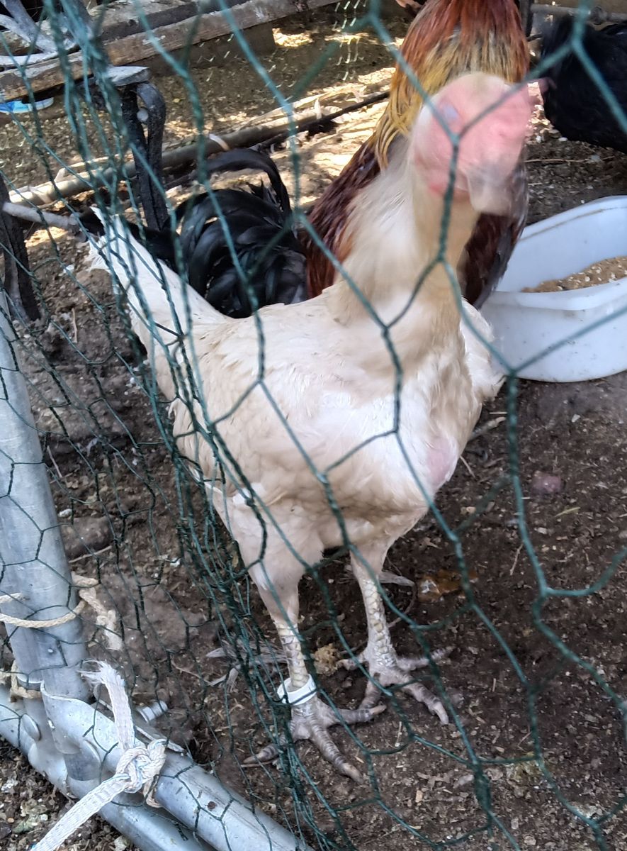 Gamefowl hens