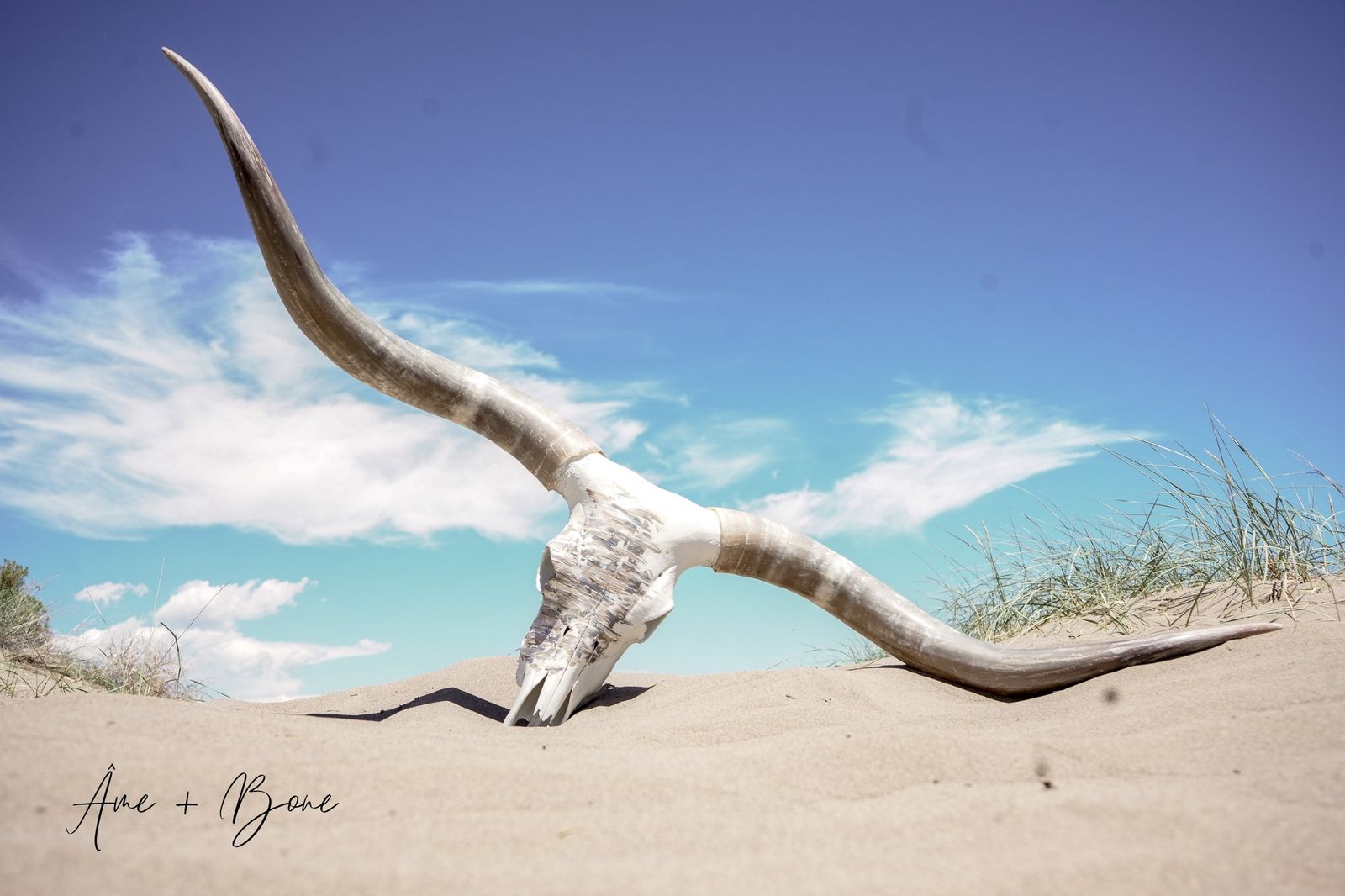 Hand Painted Authentic Longhorn Skull