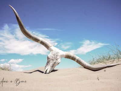 Hand Painted Authentic Longhorn Skull