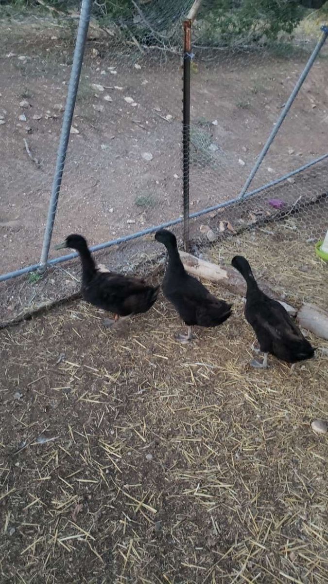 Cayuga drakes 