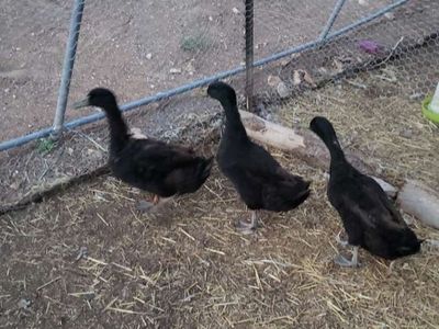 Cayuga drakes