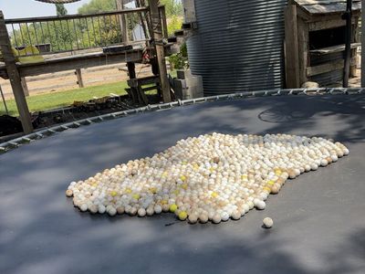 GOLF BALLS NEED GONE