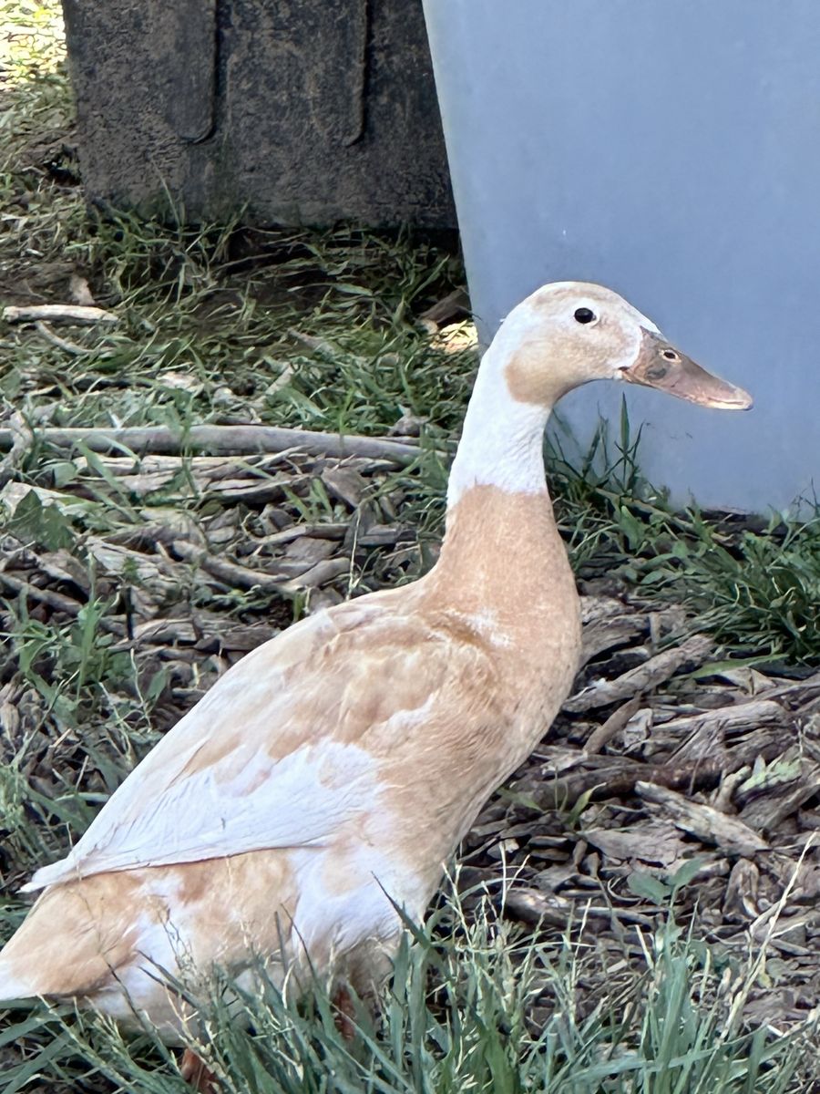 6 Laying Runner Ducks