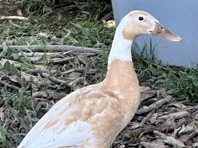 6 Laying Runner Ducks