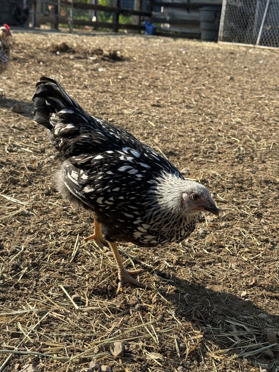 White Laced Wyandotte Pullet
