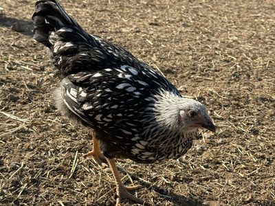 White Laced Wyandotte Pullet