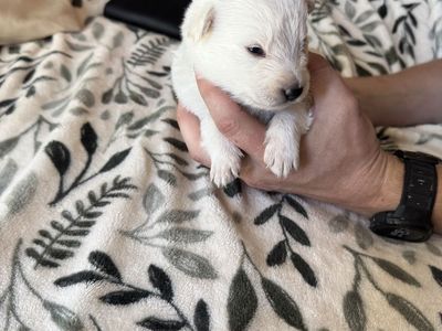 German Shepherd Mix Puppies – $200 OBO * Updated*