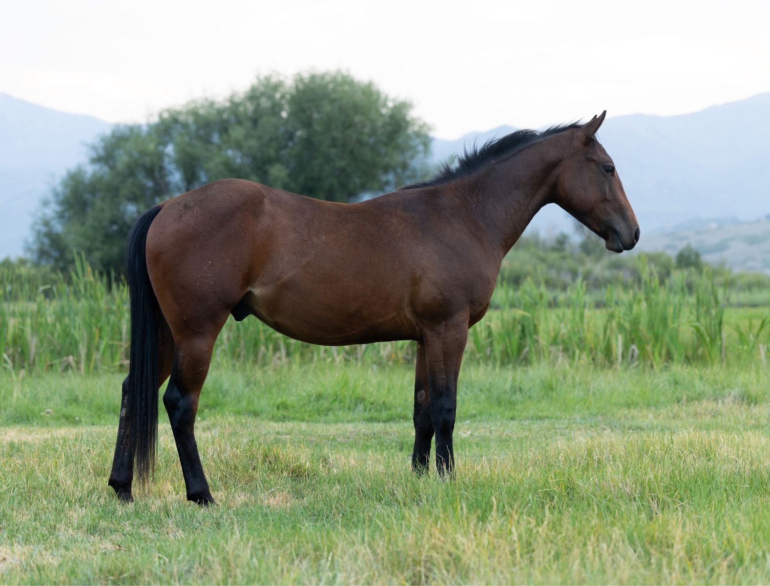 AQHA 2 YR OLD GELDING