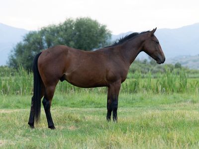 AQHA 2 YR OLD GELDING