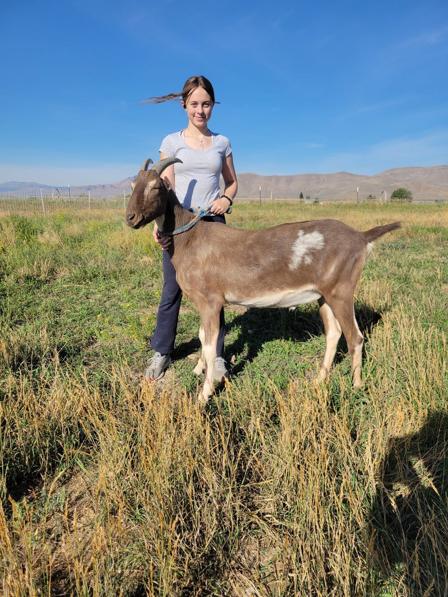 Fully trained Lamancha pack goat w/packing gear 