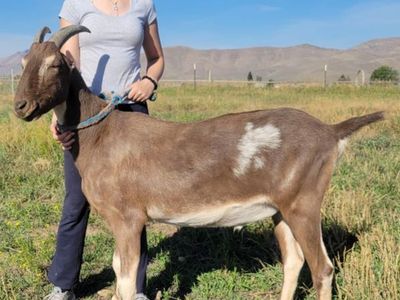 Fully trained Lamancha pack goat w/packing gear