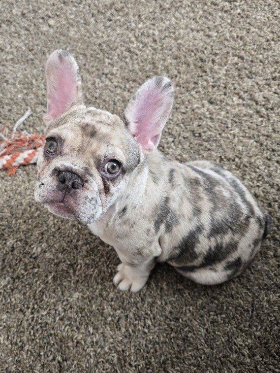 French Bulldog Puppy / Frenchie / Only ONE BOY LEFT!