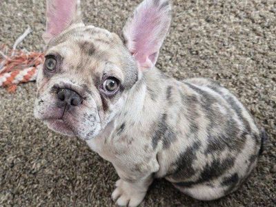 French Bulldog Puppy / Frenchie / Only ONE BOY LEFT!