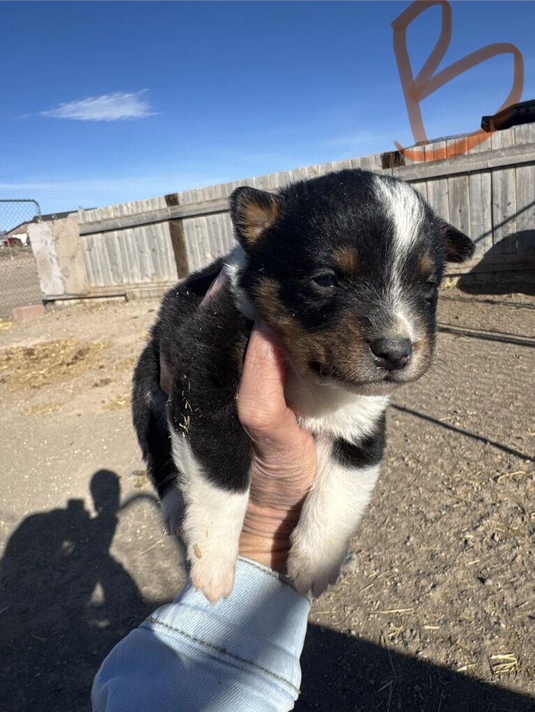 Mini Aussie / Heeler