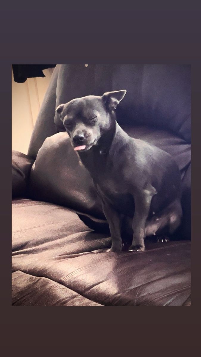Chihuahua