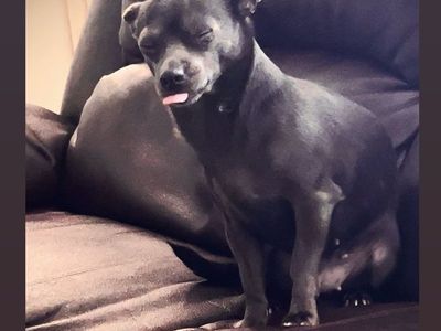 Chihuahua