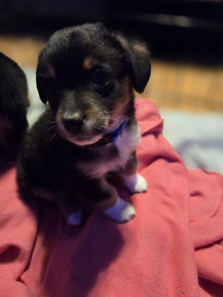 Puppies in need of forever homes. Only Blue left