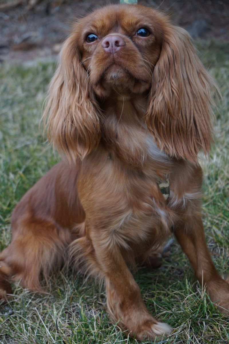 AKC King Charles Cavalier