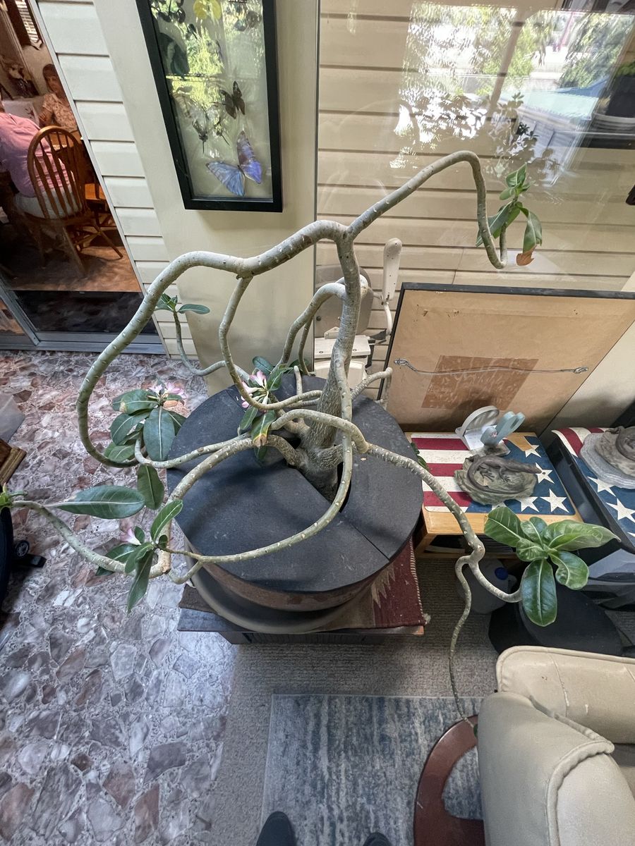 Large Desert Rose (Adenium Obesum) in Ceramic Pot