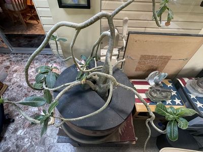Large Desert Rose (Adenium Obesum) in Ceramic Pot