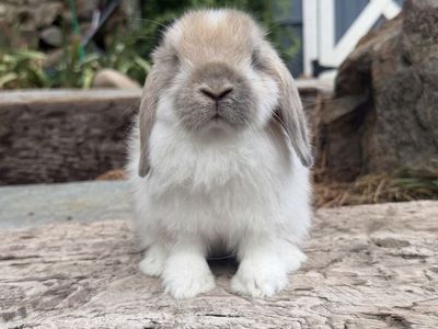 Holland Lop Doe