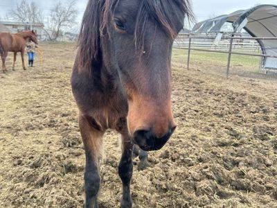 2-Year-Old Mustang Gelding