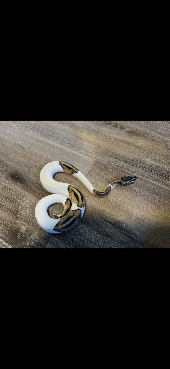 High White Piebald Ball Python - 6-9 Months Old - OBO