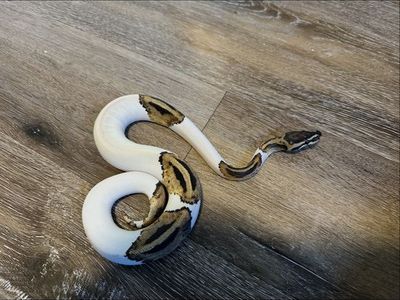 High White Piebald Ball Python - 6-9 Months Old - OBO