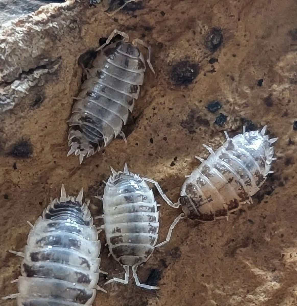 Dairy Cow Isopods 0.75$ per bug