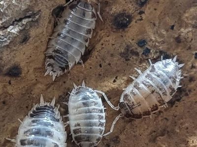 Dairy Cow Isopods 0.75$ per bug