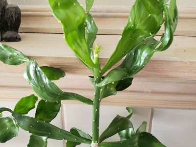 Caribbean Tree Cactus