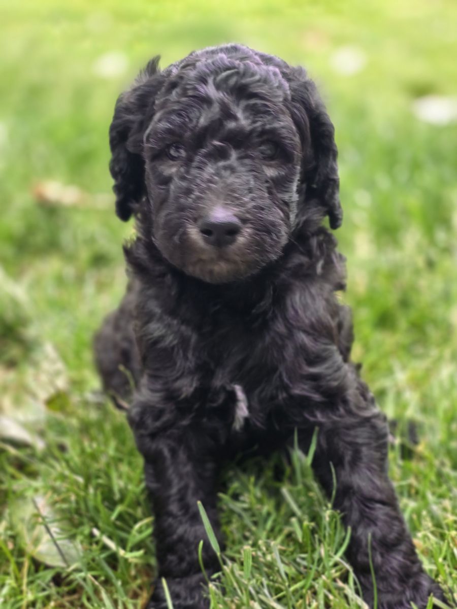 Goldendoodle Pupoies
