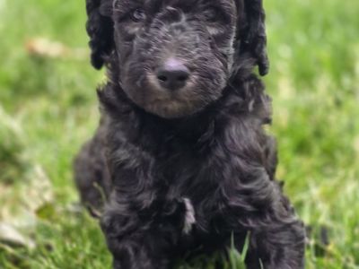 Goldendoodle Pupoies