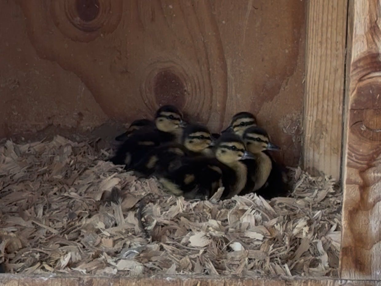 Mallard ducklings