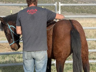 2 year old Filly